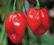 Fresh Scotch Bonnet Pods 100 Pounds 